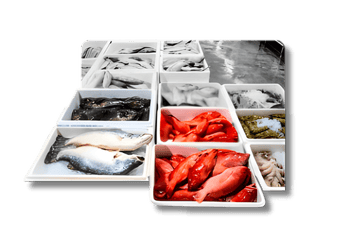 Fasilitas Penampungan Ikan Monolestari